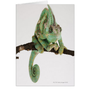 Caméléon aux couleurs vives avec caractéristique