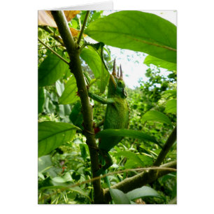 Caméléon de Jackson