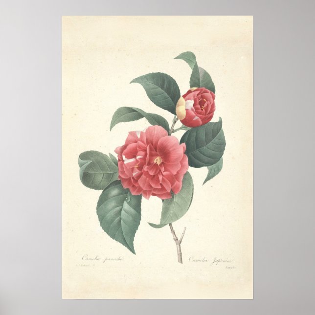 Camelia Canvas Print Poster (Vorne)