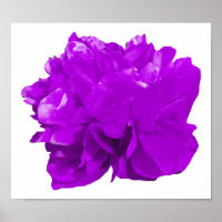 Camelia Pop Lila