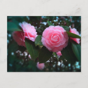 Camelias Postkarte