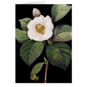 Camellia blanche