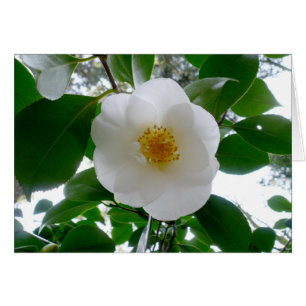 Camellia blanche