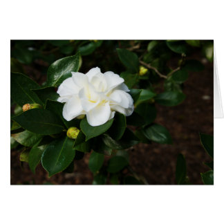 Camellia blanche