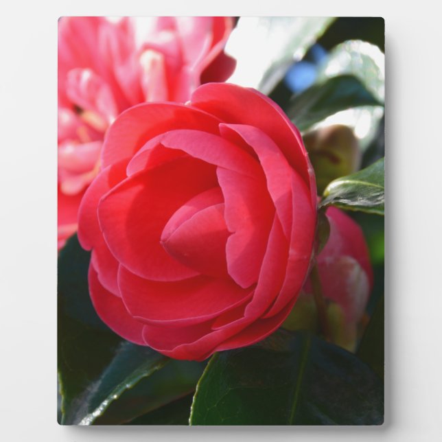 Camellia Blossom Fotoplatte (Vorderseite)