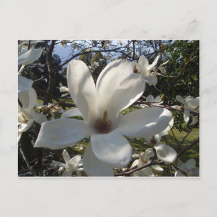 Camellia Blosson Postkarte