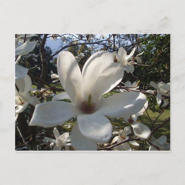 Camellia Blosson Postkarte (Vorderseite)