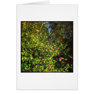 Camellia Bush 02.