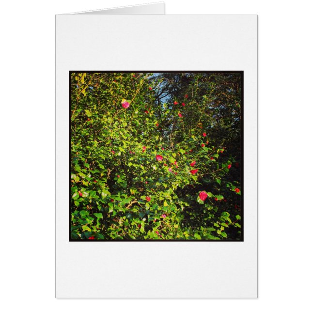 Camellia Bush 02. (Vorne)