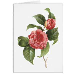 Camellia (Camellia japonica) von Redouté