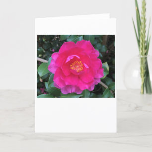 Camellia, carte