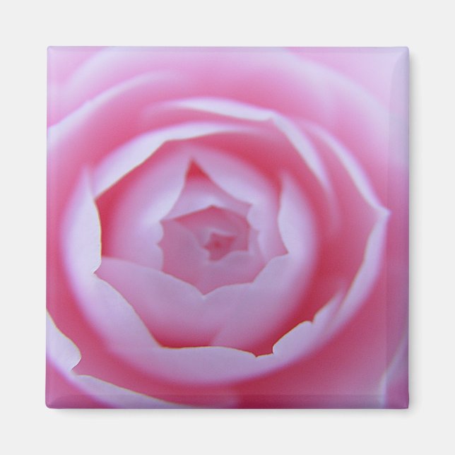 Camellia Closeup Magnet (Vorne)