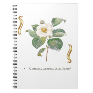 Camellia japonica 'Alba Plena'  Notizblock