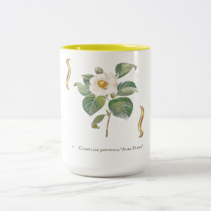 Camellia japonica 'Alba Plena'  Zweifarbige Tasse