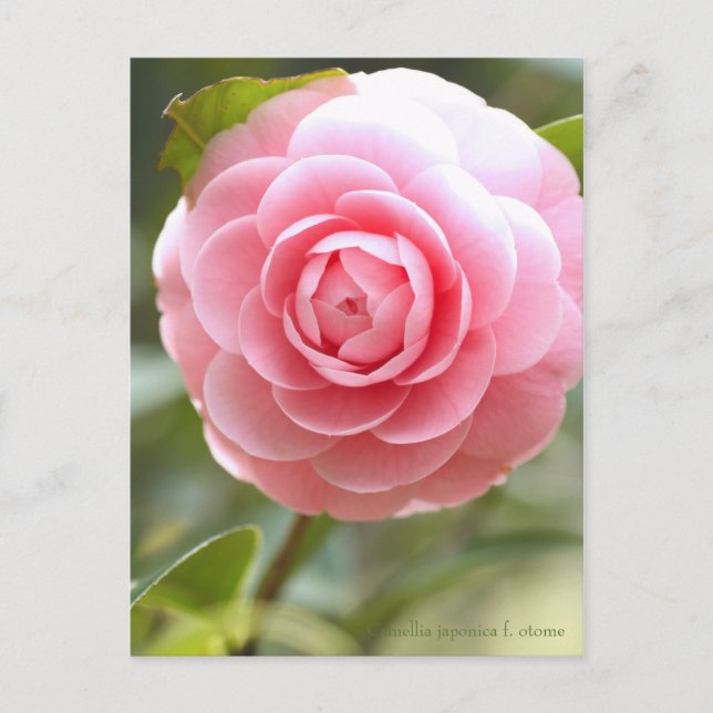 Camellia japonica f. otome [Postcard] Postkarte (Vorderseite)