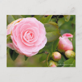 Camellia japonica f. otome [Postkarte] Postkarte