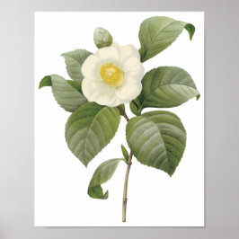 Camellia Japonica Poster
