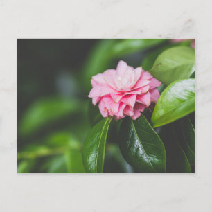 Camellia Japonica Postkarte