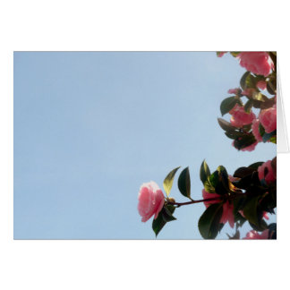 Camellia Pink Blume Blue Sky