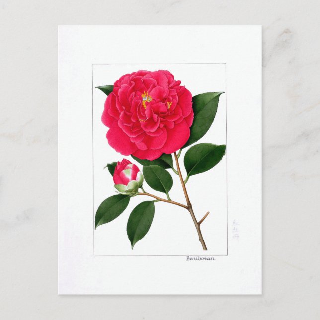 Camellia Plate: Benibotan Postkarte (Vorderseite)