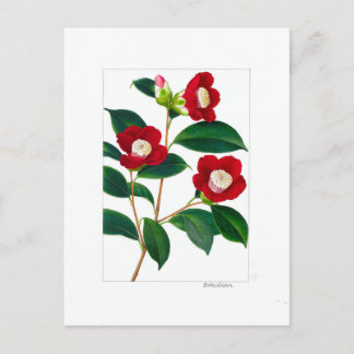 Camellia Plate: Bokuhan Postkarte