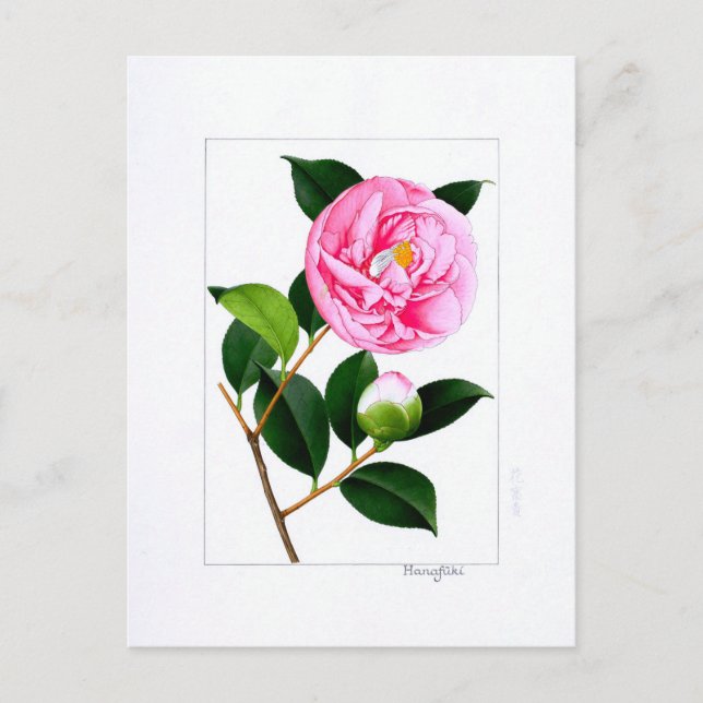 Camellia Plate: Hanafuki Postkarte (Vorderseite)