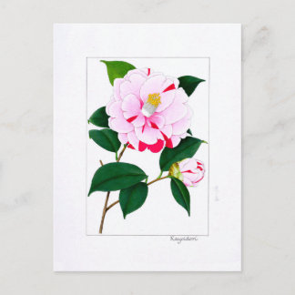 Camellia Plate: Kayoidori Postkarte