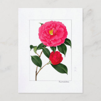 Camellia Plate: Kumasaka Postkarte