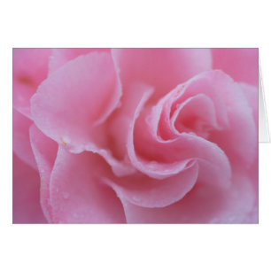 Camellia rose