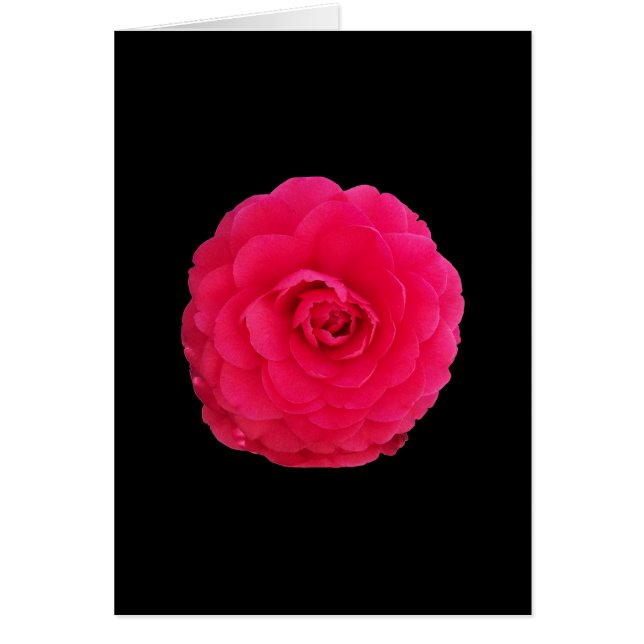 Camellia rose vif (Devant)