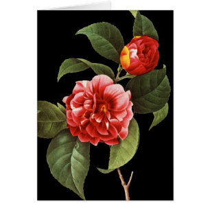 Camellia rouge, 1833