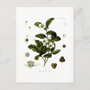 Camellia sinensis (Tee) Postkarte