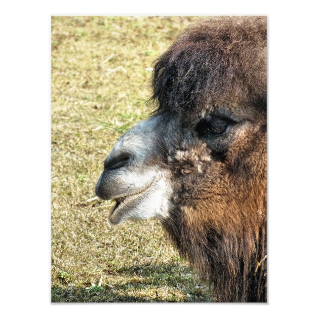 CAMELS FOTODRUCK (Vorne)