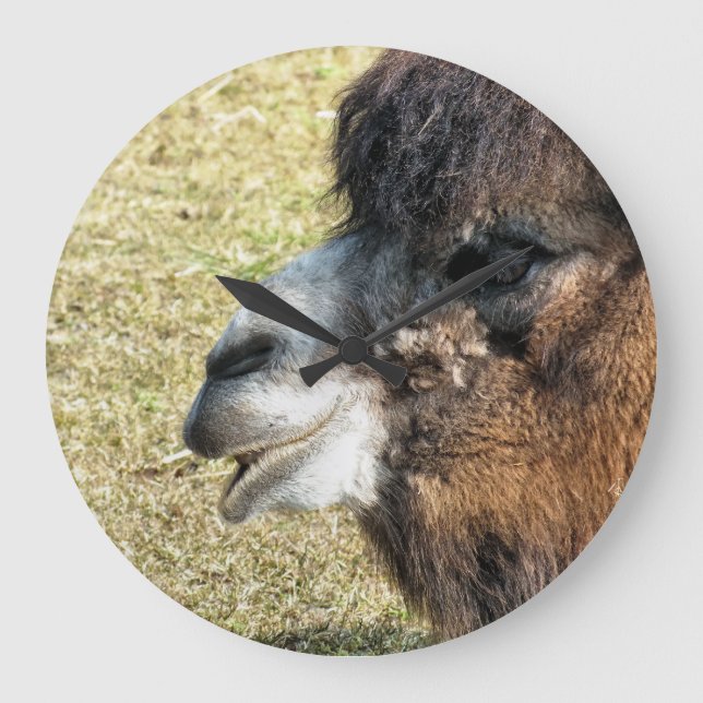 CAMELS GROßE WANDUHR (Vorderseite)