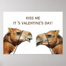 Camels Kissing Funny Poster