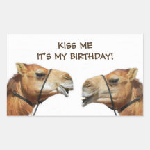 Camels Kissing Funny Sticker