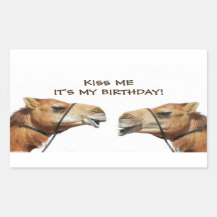 Camels Kissing Funny Sticker