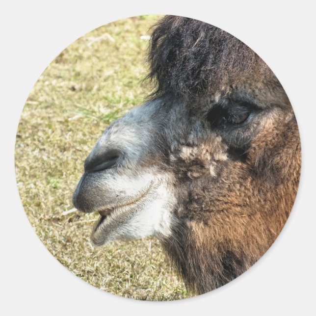 CAMELS RUNDER AUFKLEBER (Vorderseite)