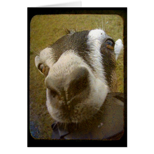 Camera Yum ! (Devant)