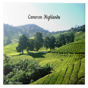 Cameron Highlands, Tea Plantation, Malaysia Fliese