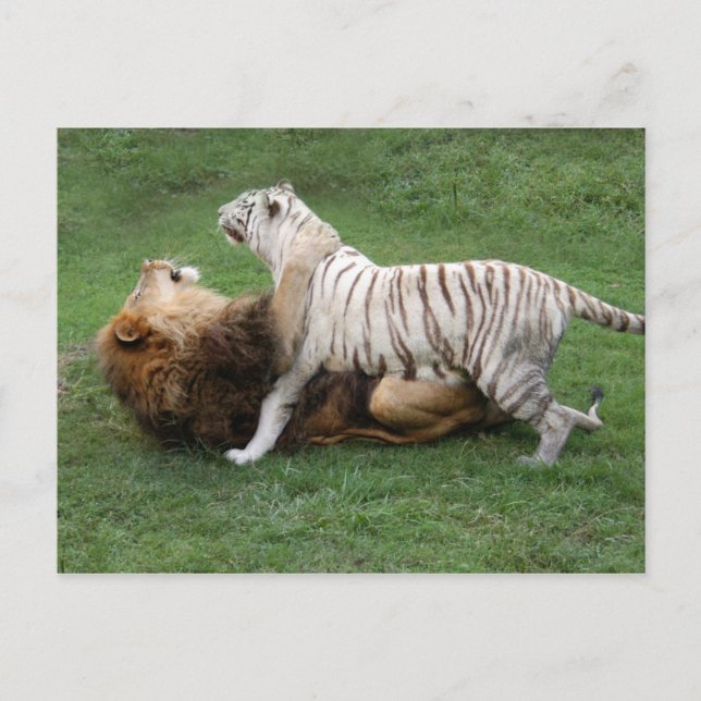 CamNzabu006 Postkarte (Vorderseite)