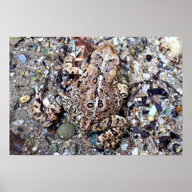 Camoflouge Toad Poster (Vorne)