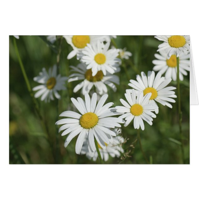 Camomiles (Devant horizontal)