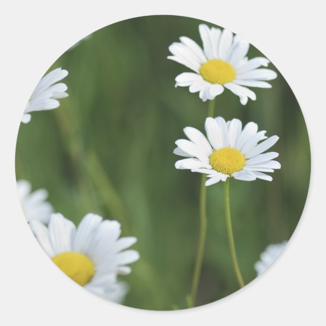 Camomiles Runder Aufkleber (Vorderseite)