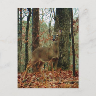 Camouflage, Hirsch Postkarte