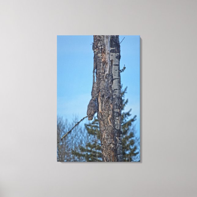 Camouflaged Great Gray Owl and Tree Wildlife Foto Leinwanddruck (Vorderseite)