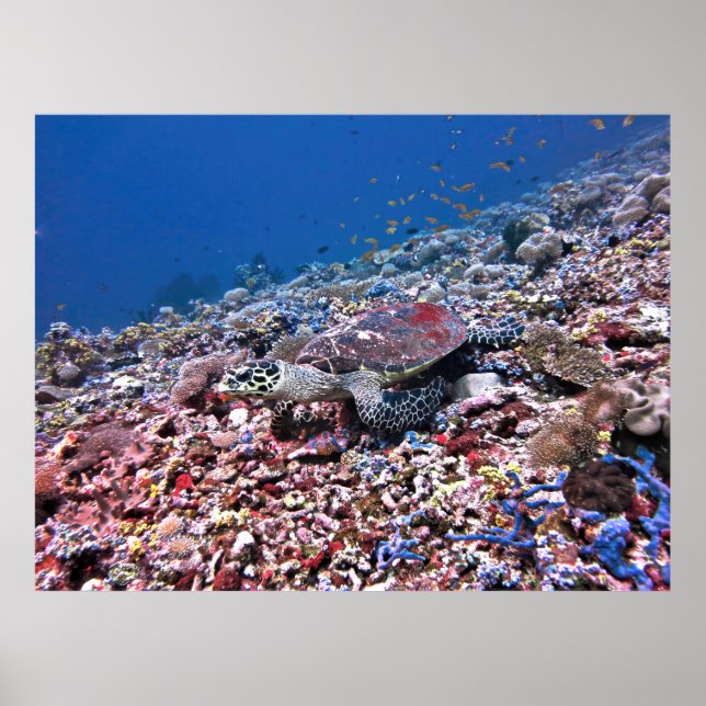 Camouflaged Hawksbill Poster (Vorne)