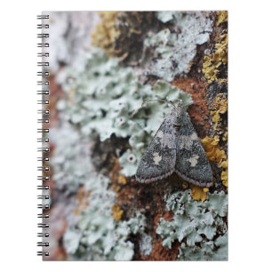 Camouflaged Lichen Moth Notebook Notizblock
