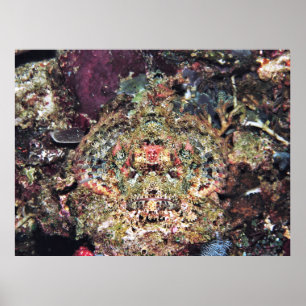 Camouflaged Scorpionfish Poster