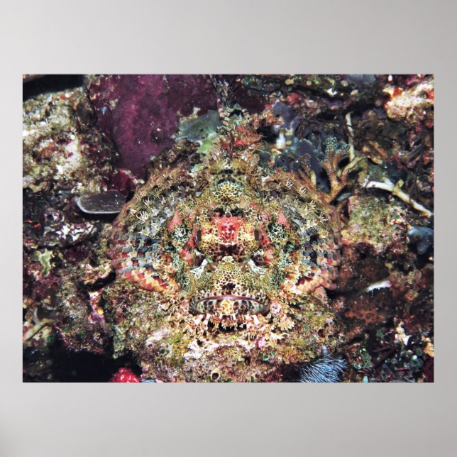 Camouflaged Scorpionfish Poster (Vorne)